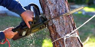 Best Firewood Processing and Delivery  in Taylor Creek, OH