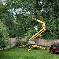 Best Tree Cabling and Bracing  in Taylor Creek, OH