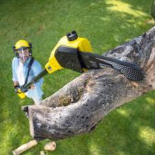 Best Leaf Removal  in Taylor Creek, OH