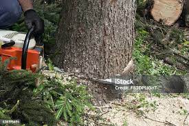 How Our Tree Care Process Works  in  Taylor Creek, OH