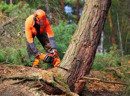 Best Tree Maintenance Programs  in Taylor Creek, OH