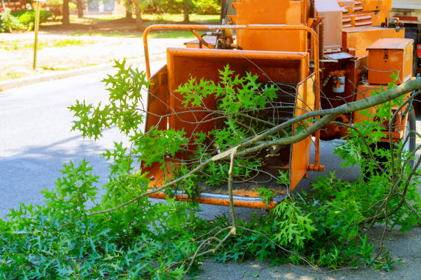 Reliable Taylor Creek, OH Tree Services Solutions