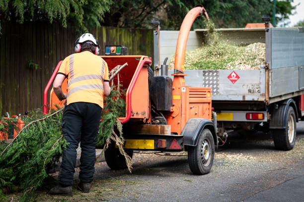 Best Commercial Tree Services  in Taylor Creek, OH