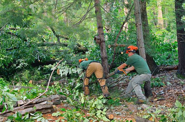 Best Tree Removal  in Taylor Creek, OH