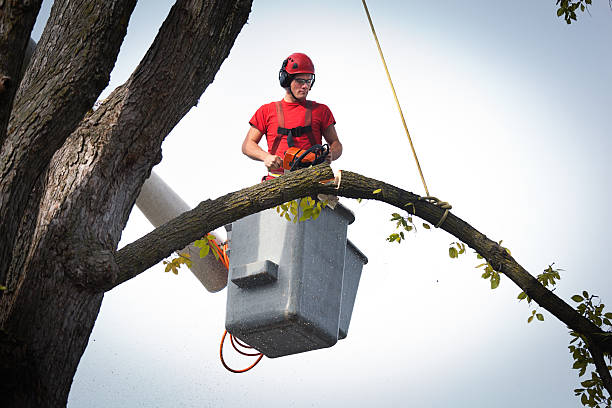 Best Tree Trimming and Pruning  in Taylor Creek, OH