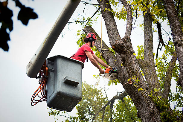 Best Root Management and Removal  in Taylor Creek, OH