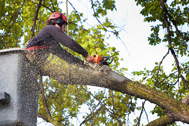 Best Lawn Watering Services  in Taylor Creek, OH